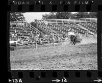 Roy Burk Calf roping