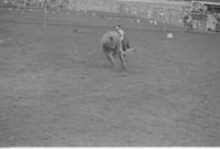 Unknown Rodeo clowns Bull fighting with Bull #B6