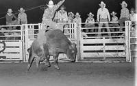 Unidentified Bull rider on unknown Bull