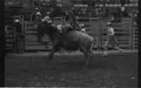 Dave Kelsey on Bull #33