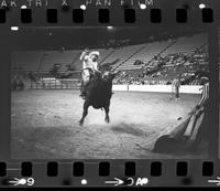 Ronnie Taylor on Bull #155