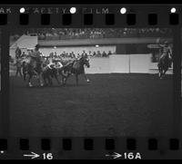 Bill Busch Steer wrestling