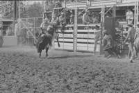 Randy Maders on Bull #302