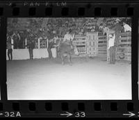 Roy White on Bull #119