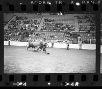 Gene Clark fighting Bull #0