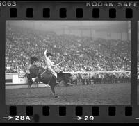 Unidentified Bronc rider on unknown mount