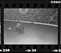 Unknown Rodeo clown Bull fighting
