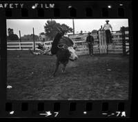 Mike Taft Kids Bull riding