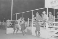 Jerry Strom on Bull #N6