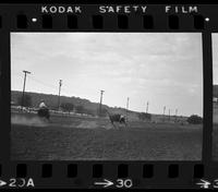 Unknown Steer roper