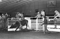 Doug Hicks on Bull #0, University of Tennessee-Martin