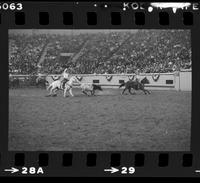 Paboojian & Motes Team roping