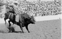 Sandy Kirby on Bull #99