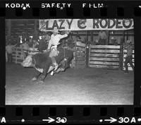 Unknown Bull rider