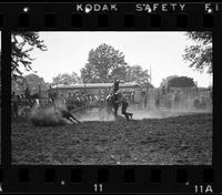 Phil Lyne Calf roping, 9.8 Sec