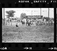 Butch Bode Calf roping