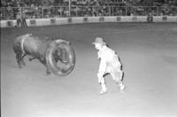 Unknown Rodeo clown fighting Bull "Texas Red"