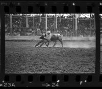 C.T. Jones Steer wrestling