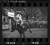 Unidentified bronc rider on unknown mount