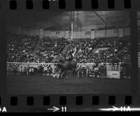 Royce Smith on Chivaree