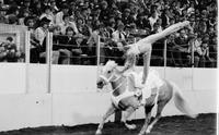 Unidentified Trick riders
