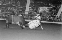 Rodeo clown Bob Donaldson fighting Bull Frontier Airlines