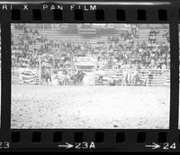 Charles Battles Steer wrestling