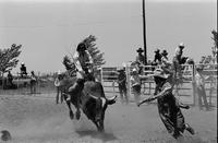 Unidentified Bull rider on unknown mount