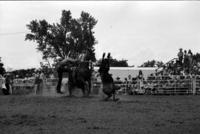 John Rothwell Calf roping