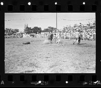 Unknown Rodeo clowns fighting Bull "Rojo"