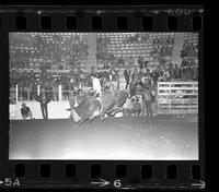 Roger Young on Bull #036