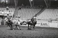 Rex Bland Steer wrestling