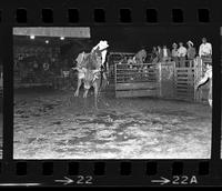 Ben Scarberry on Bull #15