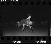 Unidentified Bull rider