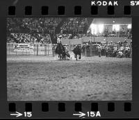 Jim Conkey Steer wrestling