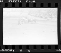 Unknown Rodeo clowns Bull fighting