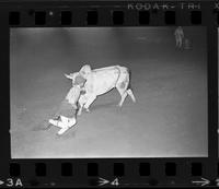 Unidentified Rodeo clown Bull fighting