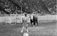 Unidentified Rodeo clowns Bull fighting