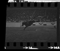 Bruce Ford on Calamity Jane