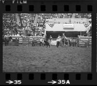 Ronnye Sewalt Calf roping