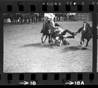 Red Doffin Steer wrestling