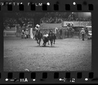 Jack Milhollin Steer wrestling