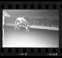 Glen Rodewald on Saddle Tramp