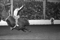 Bob Vickers on Bull #18