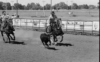 Unidentified Team ropers