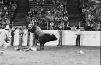 Mel Moe on Bull #77