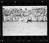 Cal Allen Calf roping