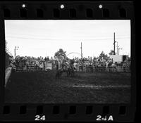 Mel Potter Calf roping