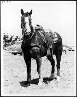 [portrait photograph of a horse]