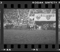 Pat Nogle Steer wrestling